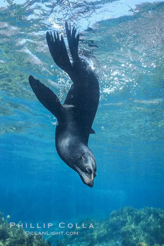 Female Guadalupe fur seal resting underwater, Arctocephalus townsendi, Guadalupe Island (Isla Guadalupe)