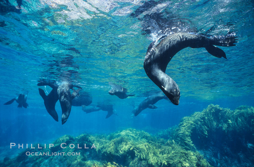 Guadalupe fur seal. Guadalupe Island (Isla Guadalupe), Baja California, Mexico, Arctocephalus townsendi, natural history stock photograph, photo id 10363