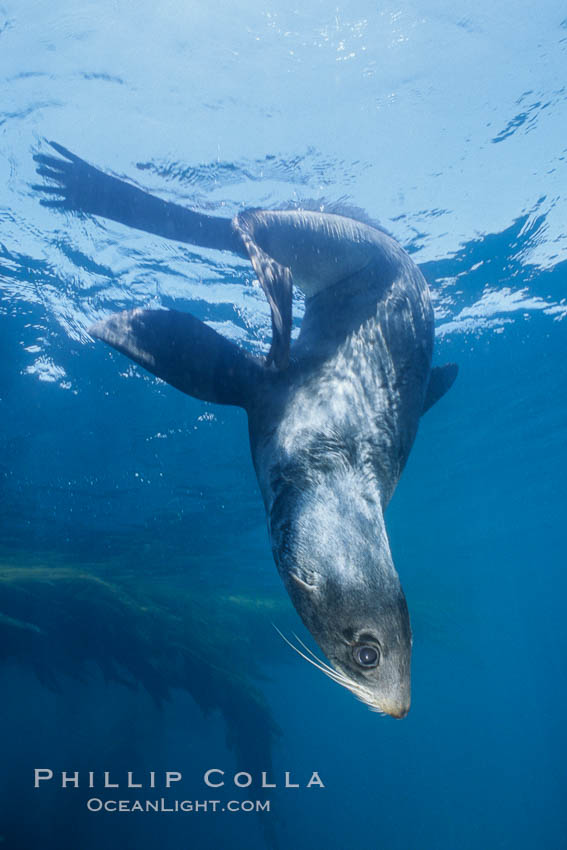 Guadalupe fur seal. Guadalupe Island (Isla Guadalupe), Baja California, Mexico, Arctocephalus townsendi, natural history stock photograph, photo id 10367