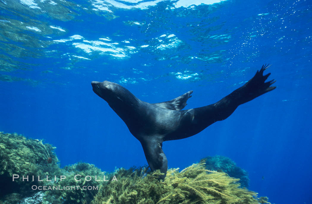 Guadalupe fur seal. Guadalupe Island (Isla Guadalupe), Baja California, Mexico, Arctocephalus townsendi, natural history stock photograph, photo id 10345