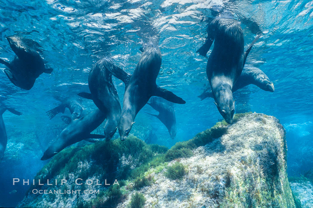 Guadalupe fur seal. Guadalupe Island (Isla Guadalupe), Baja California, Mexico, Arctocephalus townsendi, natural history stock photograph, photo id 10349