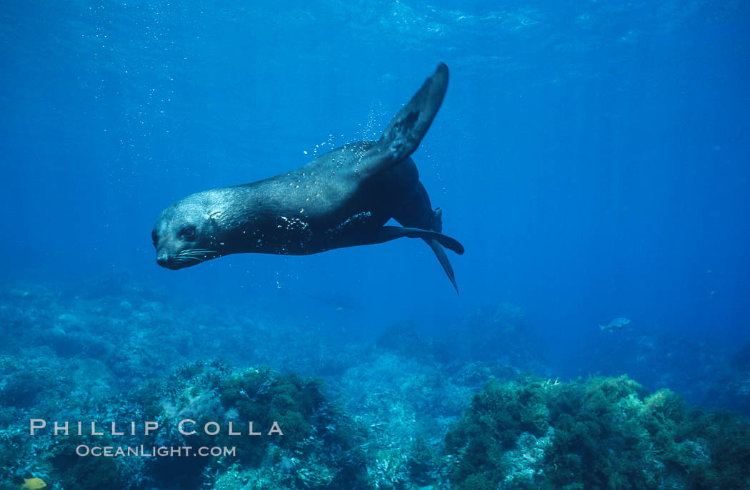 Guadalupe fur seal. Guadalupe Island (Isla Guadalupe), Baja California, Mexico, Arctocephalus townsendi, natural history stock photograph, photo id 10353