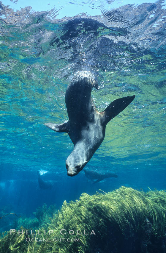 Guadalupe fur seal. Guadalupe Island (Isla Guadalupe), Baja California, Mexico, Arctocephalus townsendi, natural history stock photograph, photo id 10361