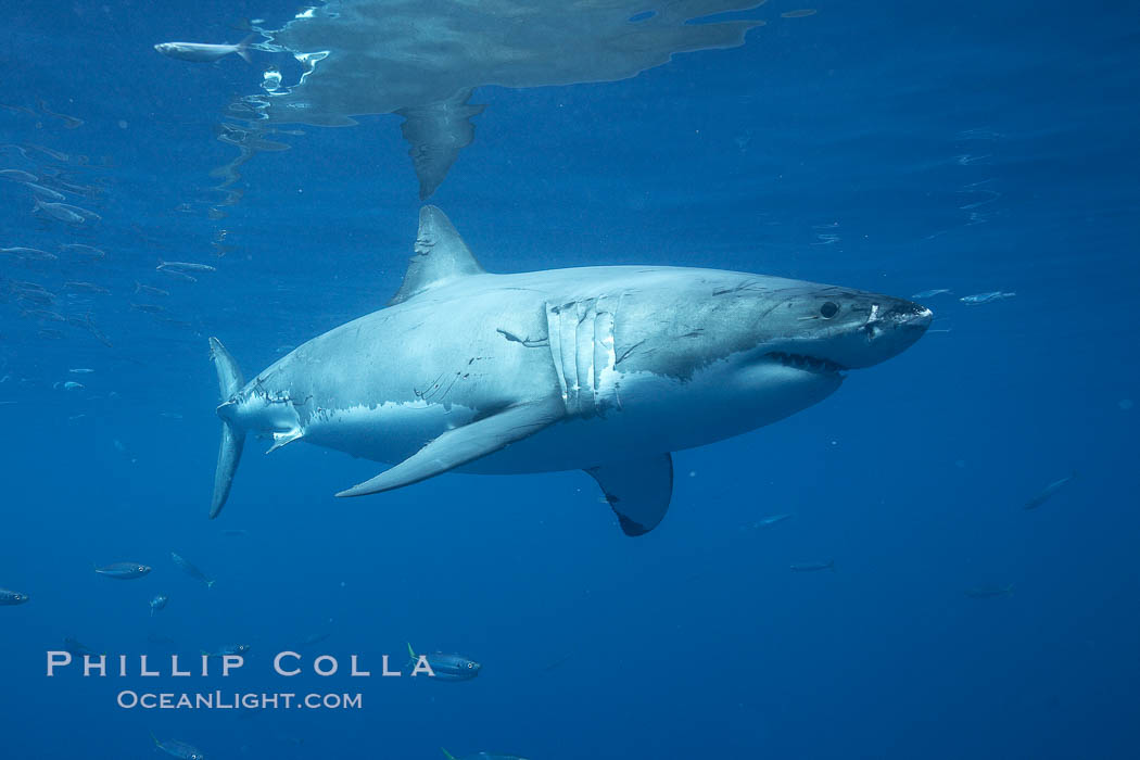 Great white shark, underwater. Guadalupe Island (Isla Guadalupe), Baja California, Mexico, Carcharodon carcharias, natural history stock photograph, photo id 21438