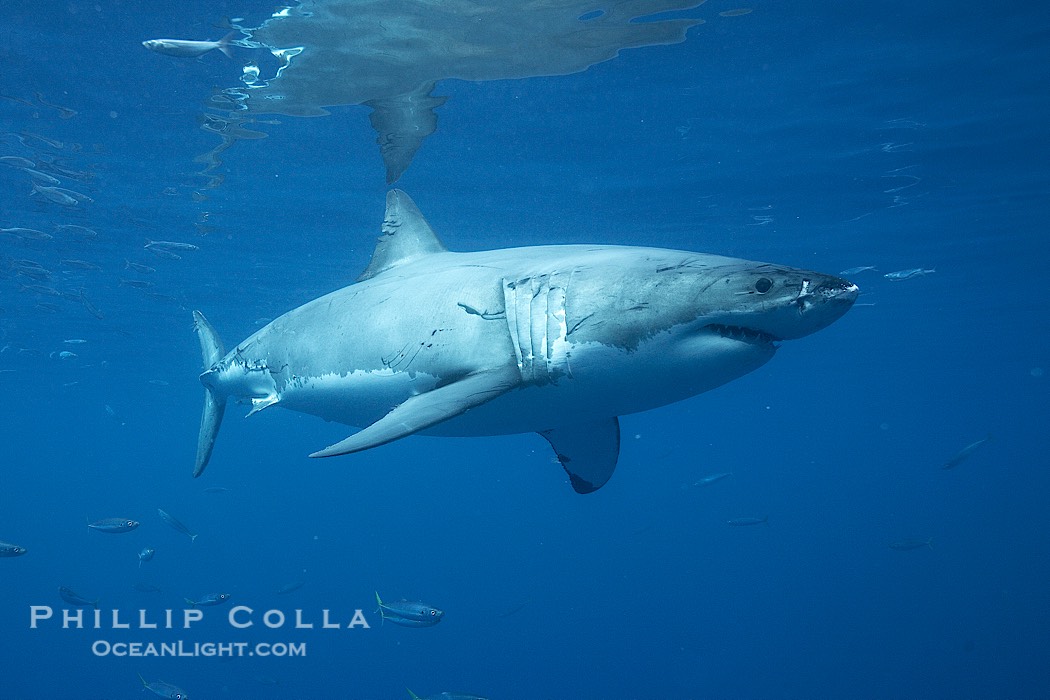 Great white shark, underwater., Carcharodon carcharias, natural history stock photograph, photo id 21438