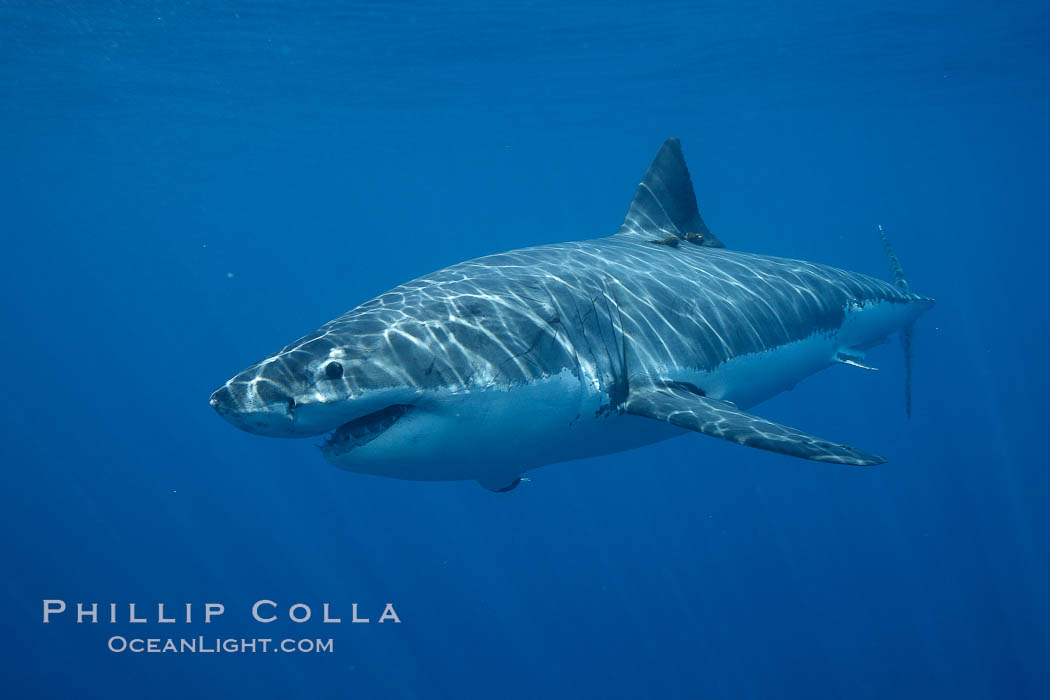 Great white shark, underwater. Guadalupe Island (Isla Guadalupe), Baja California, Mexico, Carcharodon carcharias, natural history stock photograph, photo id 21458