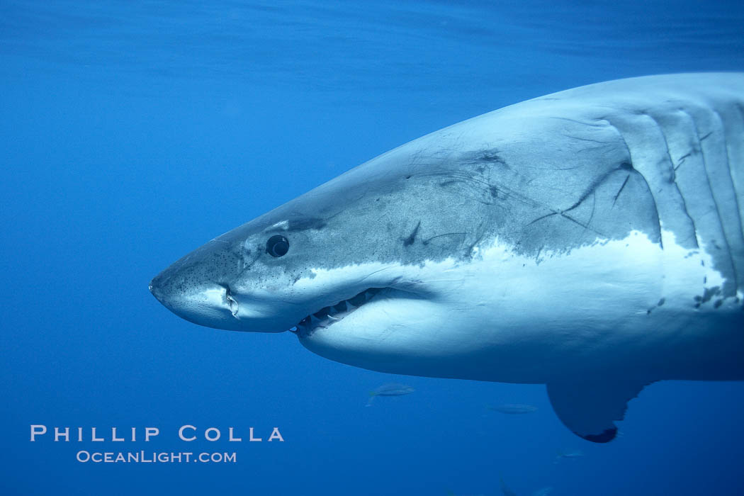 Great white shark, underwater. Guadalupe Island (Isla Guadalupe), Baja California, Mexico, Carcharodon carcharias, natural history stock photograph, photo id 21424