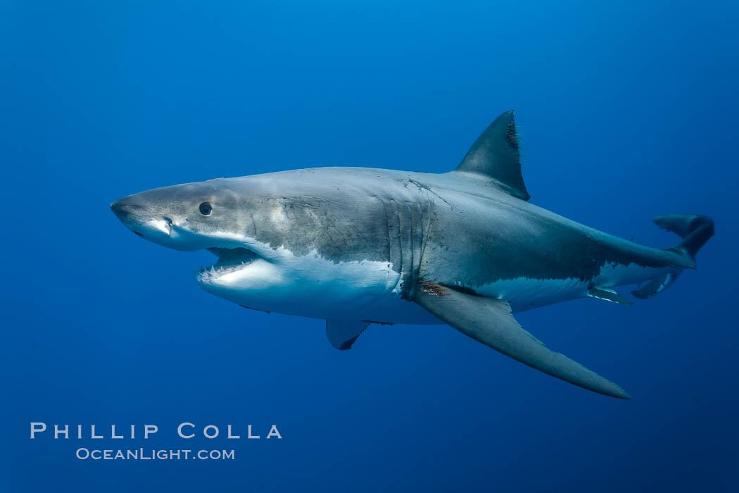 Great white shark, underwater. Guadalupe Island (Isla Guadalupe), Baja California, Mexico, Carcharodon carcharias, natural history stock photograph, photo id 21440