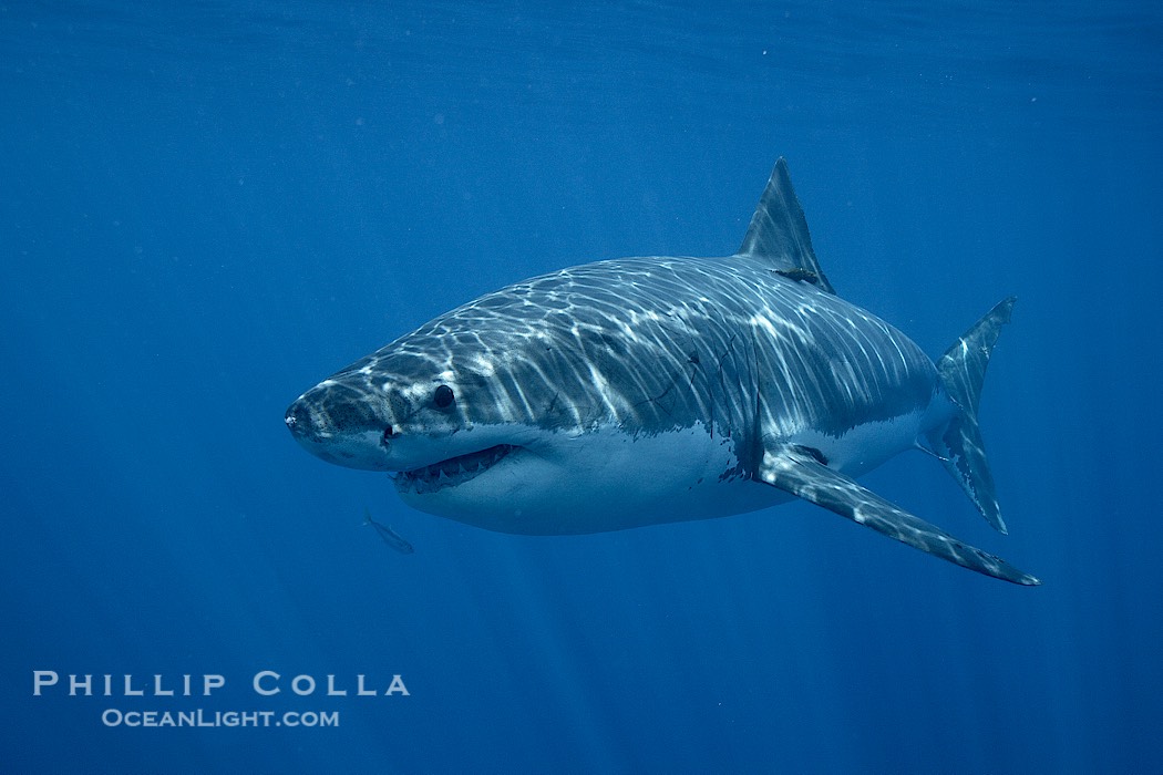 Great white shark, underwater., Carcharodon carcharias, natural history stock photograph, photo id 21423