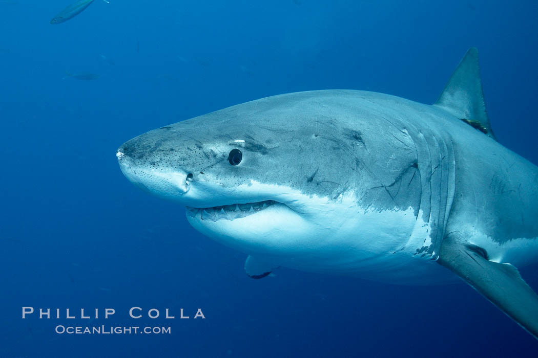 Great white shark, underwater. Guadalupe Island (Isla Guadalupe), Baja California, Mexico, Carcharodon carcharias, natural history stock photograph, photo id 21431