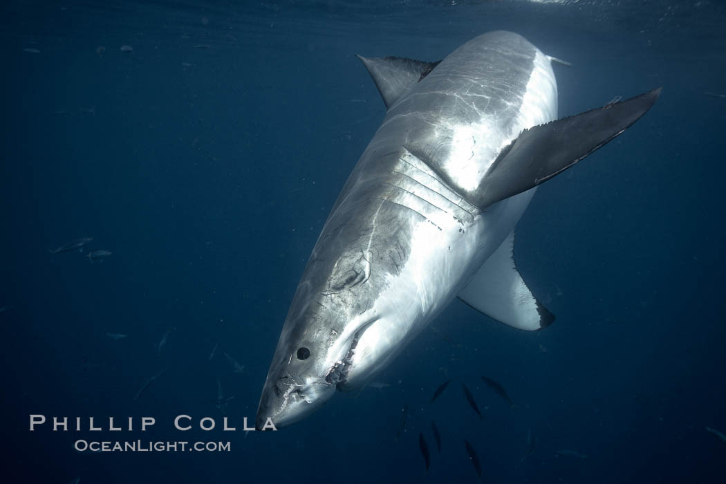 Great white shark, underwater. Guadalupe Island (Isla Guadalupe), Baja California, Mexico, Carcharodon carcharias, natural history stock photograph, photo id 21439