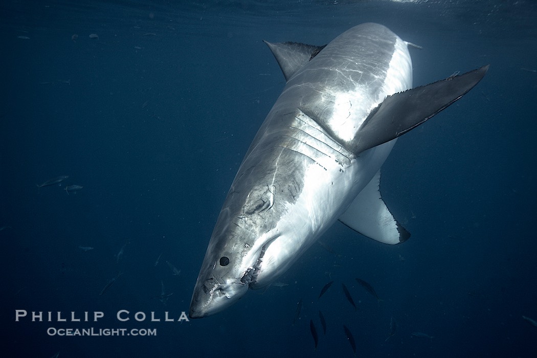 Great white shark, underwater., Carcharodon carcharias, natural history stock photograph, photo id 21439