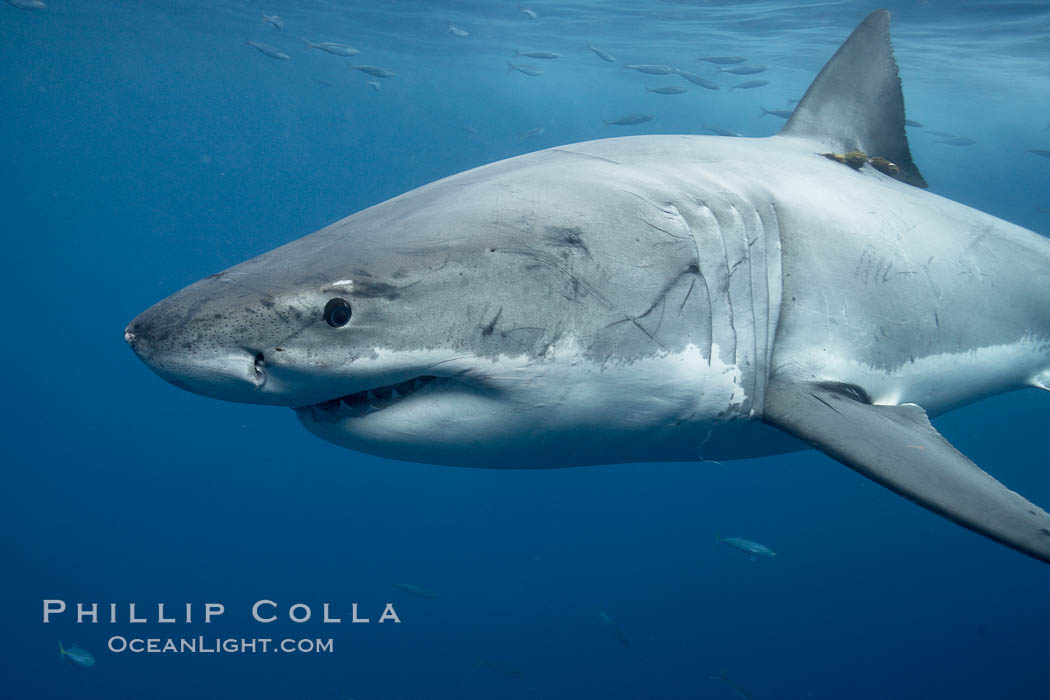 Great white shark, underwater. Guadalupe Island (Isla Guadalupe), Baja California, Mexico, Carcharodon carcharias, natural history stock photograph, photo id 21433