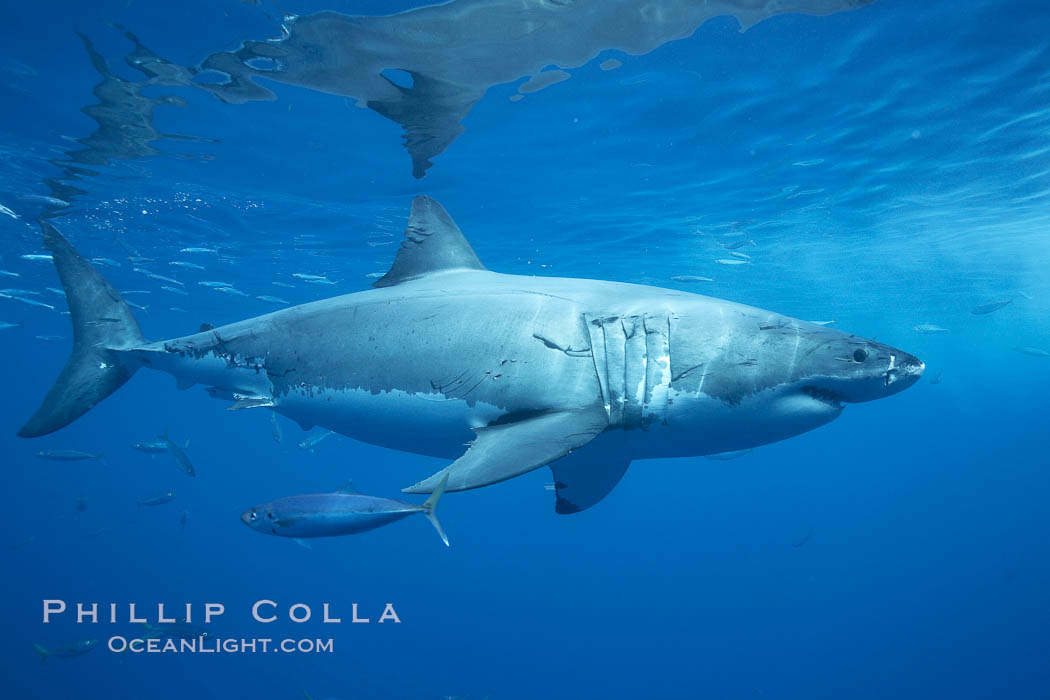 Great white shark, underwater. Guadalupe Island (Isla Guadalupe), Baja California, Mexico, Carcharodon carcharias, natural history stock photograph, photo id 21437