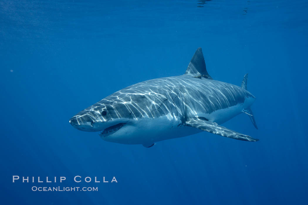 Great white shark, underwater. Guadalupe Island (Isla Guadalupe), Baja California, Mexico, Carcharodon carcharias, natural history stock photograph, photo id 21457