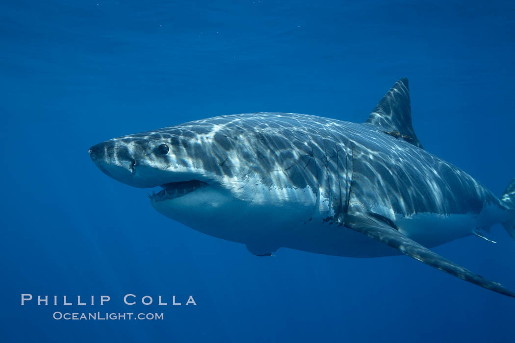 Great white shark, underwater. Guadalupe Island (Isla Guadalupe), Baja California, Mexico, Carcharodon carcharias, natural history stock photograph, photo id 21465