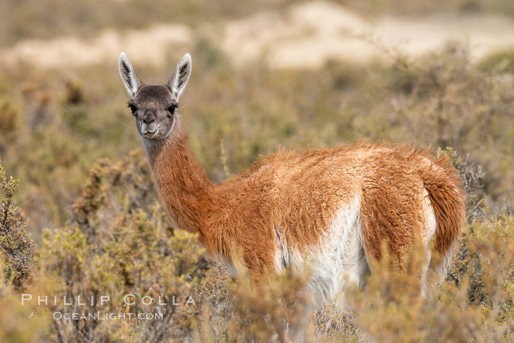 Guanaco, Lama guanicoe, Valdes Peninsula, Patagonia, Argentina. Puerto Piramides, Chubut, natural history stock photograph, photo id 35980