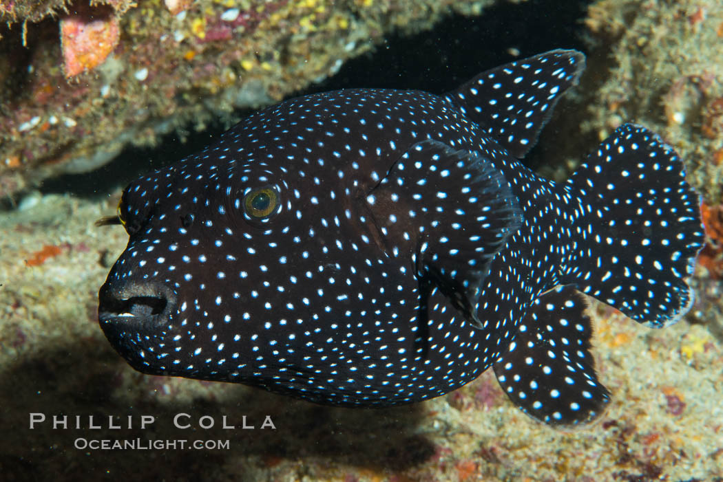 Guineafowl puffer fish, black phase. Isla San Diego, Baja California, Mexico, natural history stock photograph, photo id 33542