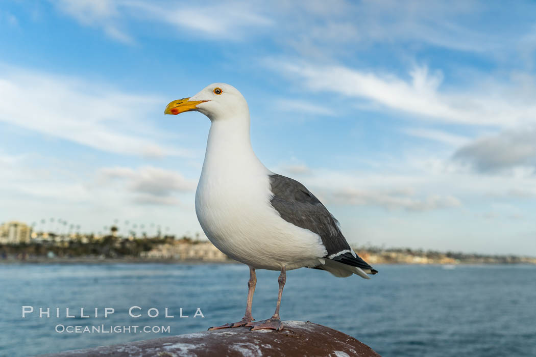 Gull, Oceanside Pier. California, USA, natural history stock photograph, photo id 29126