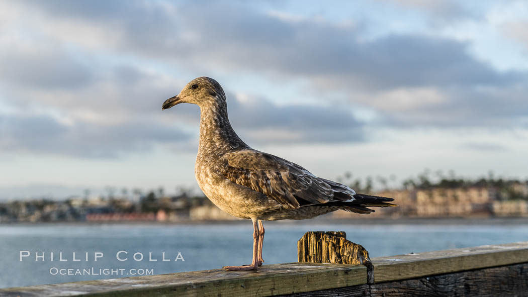 Gull, Oceanside Pier. California, USA, natural history stock photograph, photo id 29127