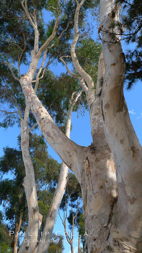 Eucalyptus tree, gum tree. Del Mar, California, USA, Eucalyptus, natural history stock photograph, photo id 21490