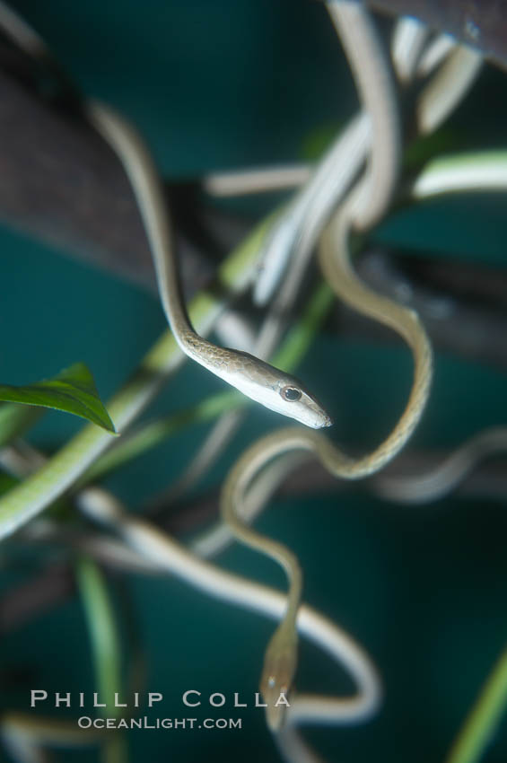 Gunthers whipsnake.  These tree-dwelling snakes eat only fish.  As a fish swims past, they strike it, delivering a mild venom that renders the fish immobile., Ahaetulla fronticincta, natural history stock photograph, photo id 13968