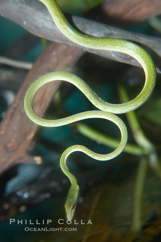Gunther's whipsnake, Ahaetulla fronticincta, 13967