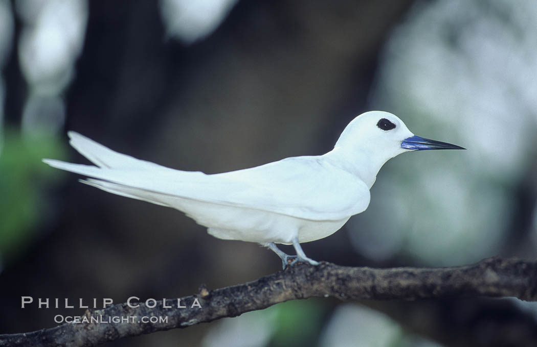 White (or fairy) tern. Rose Atoll National Wildlife Sanctuary, American Samoa, USA, Gygis alba, natural history stock photograph, photo id 00872