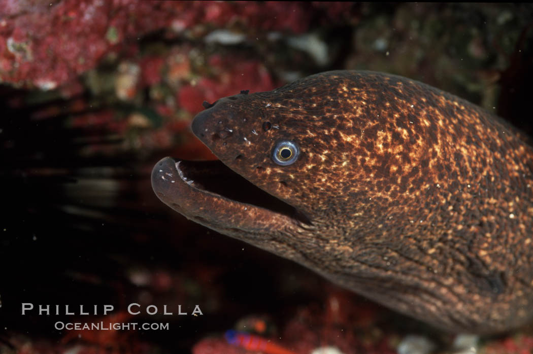 Moray eel. San Clemente Island, California, USA, Gymnothorax mordax, natural history stock photograph, photo id 00570