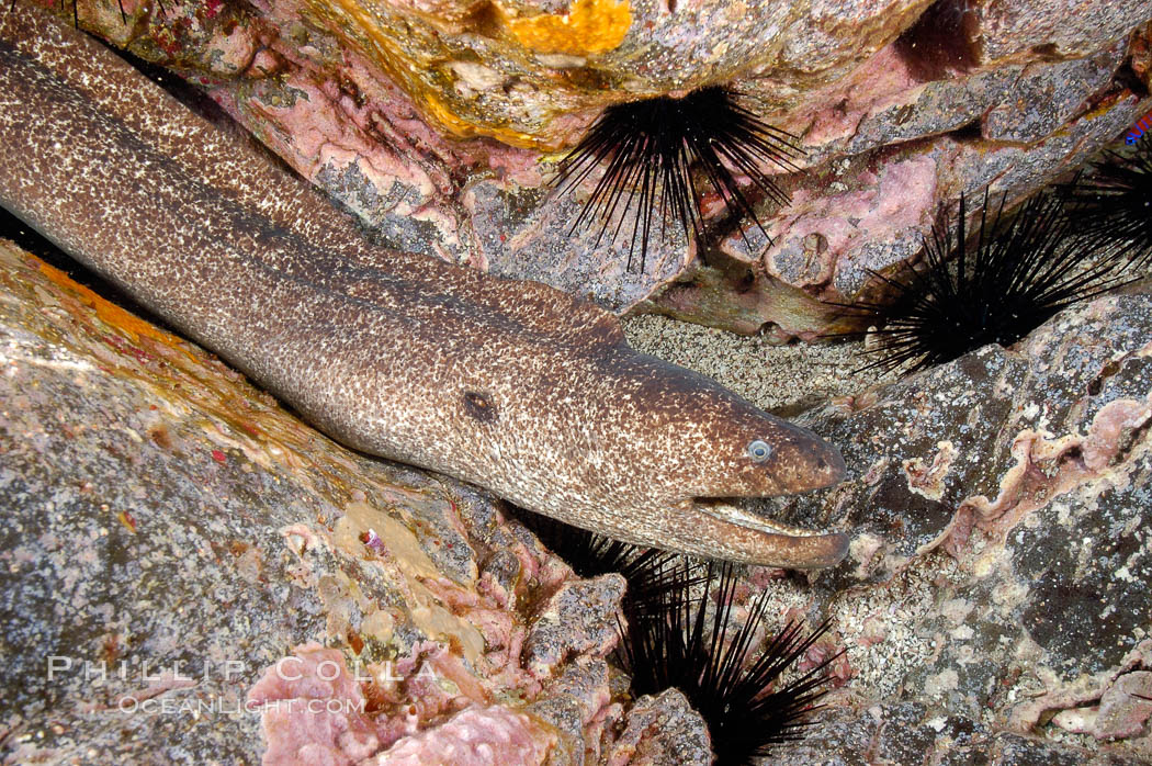 Moray eel in rock crevice. Guadalupe Island (Isla Guadalupe), Baja California, Mexico, Gymnothorax mordax, natural history stock photograph, photo id 09582
