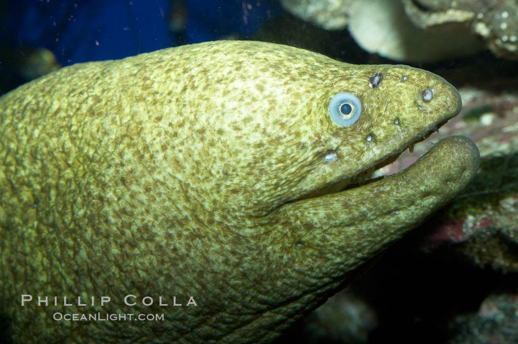 Moray eel., Gymnothorax mordax, natural history stock photograph, photo id 11812