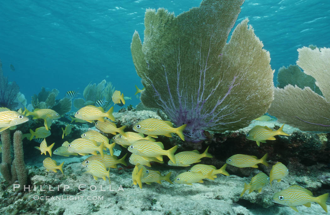 French grunt. Bahamas, Haemulon flavolineatum, natural history stock photograph, photo id 05208