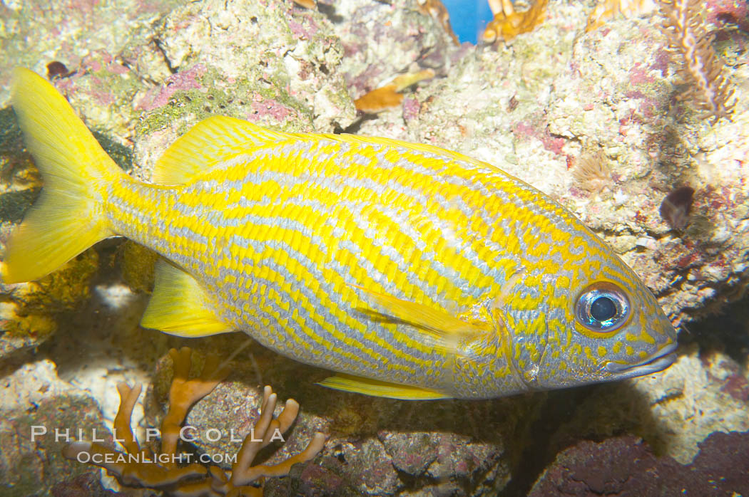 French grunt., Haemulon flavolineatum, natural history stock photograph, photo id 13984