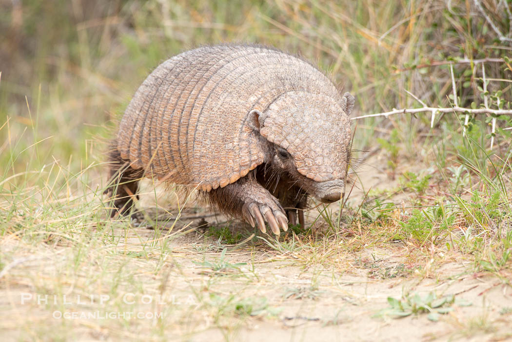 Hairy armadillo, Peludo, Chaetophractus villosus, Patagonia. Puerto Piramides, Chubut, Argentina, natural history stock photograph, photo id 38422