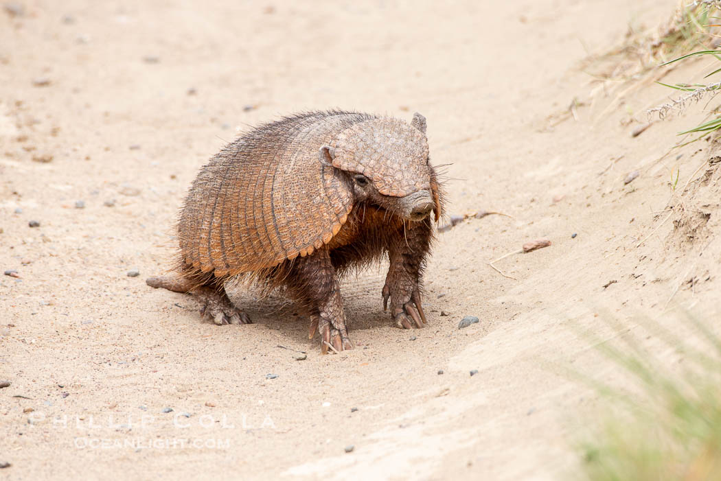 Hairy armadillo, Peludo, Chaetophractus villosus, Patagonia. Puerto Piramides, Chubut, Argentina, natural history stock photograph, photo id 38421