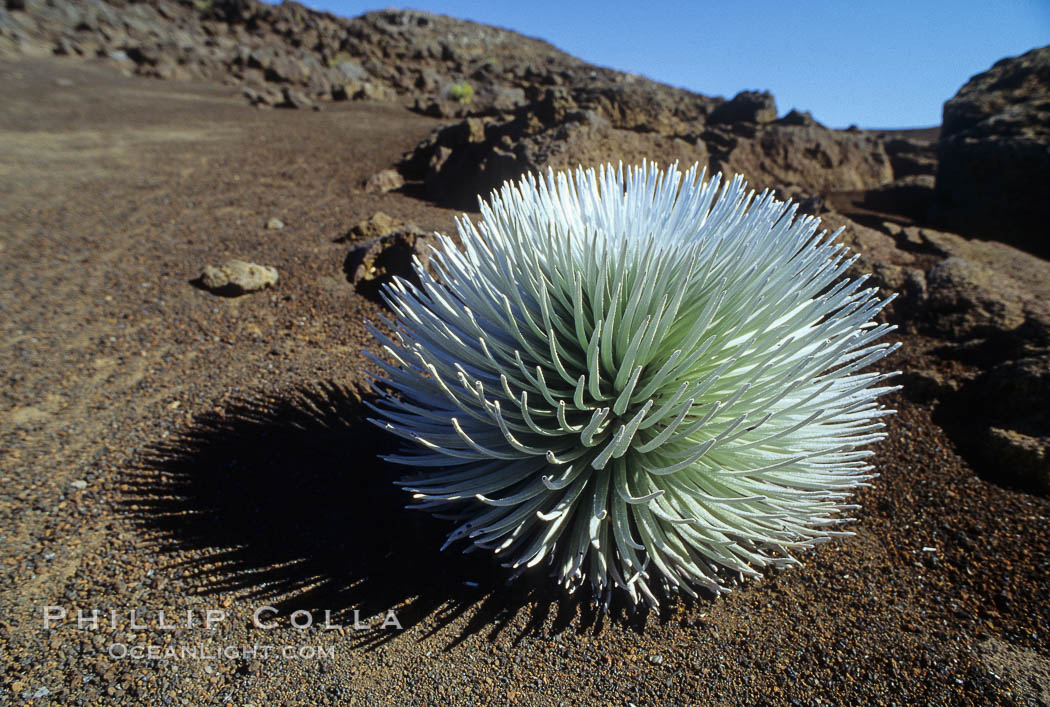 Haleakala silversword plant, endemic to the Haleakala volcano crater area above 6800 foot elevation. Maui, Hawaii, USA, Argyroxiphium sandwicense macrocephalum, natural history stock photograph, photo id 05612