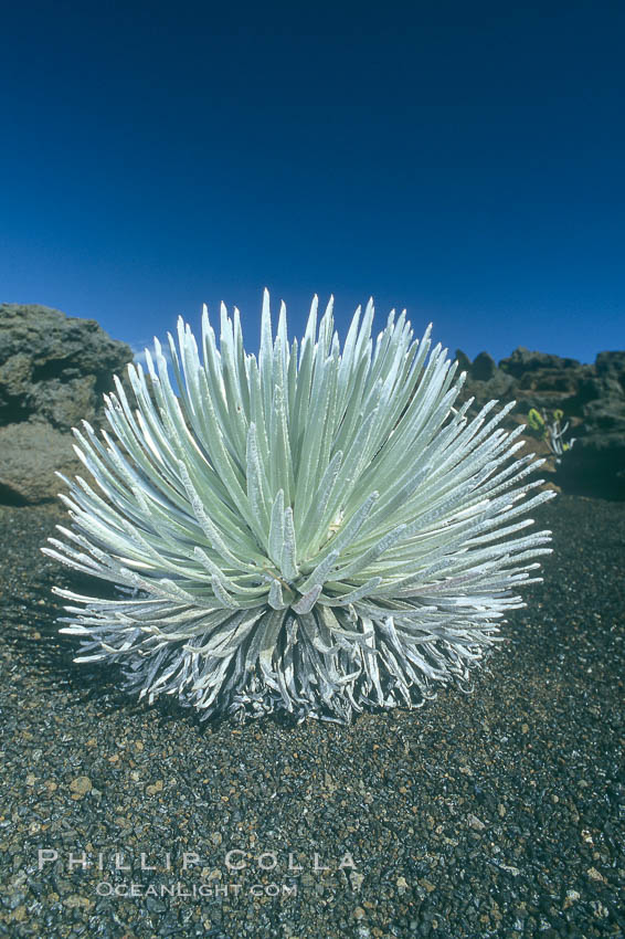 Image 18507, Haleakala silversword plant, endemic to the Haleakala volcano crater area above 6800 foot elevation. Maui, Hawaii, USA, Argyroxiphium sandwicense macrocephalum, Phillip Colla, all rights reserved worldwide. Keywords: argyroxiphium sandwicense macrocephalum, haleakala national park, haleakala silversword, hawaii, hawaiian islands, landscape, maui, national parks, nature, oceans, outdoors, outside, pacific, scene, scenic, silver sword plant, silversword, usa, volcano.