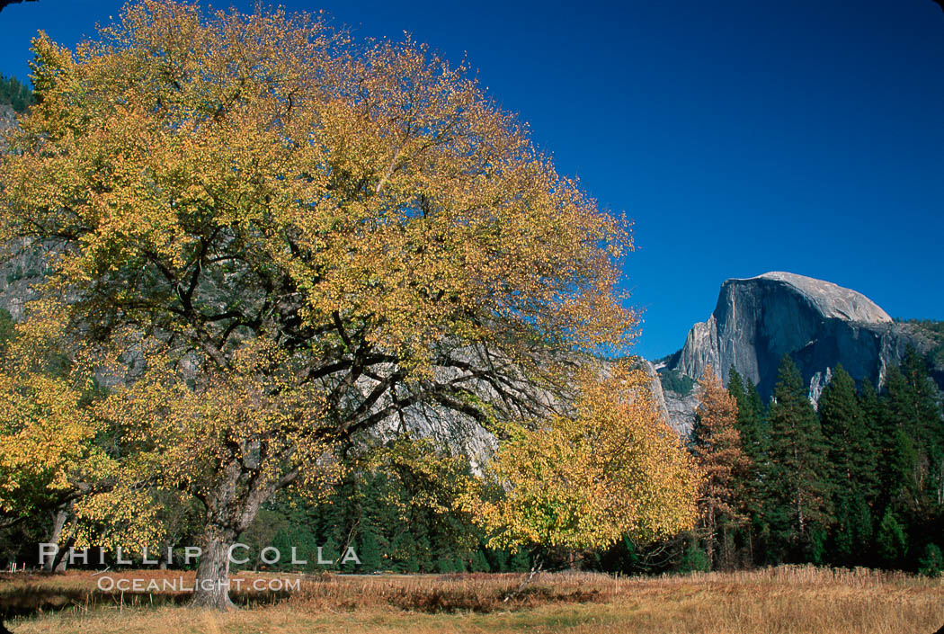 Half Dome and tree. Yosemite National Park, California, USA, natural history stock photograph, photo id 02328