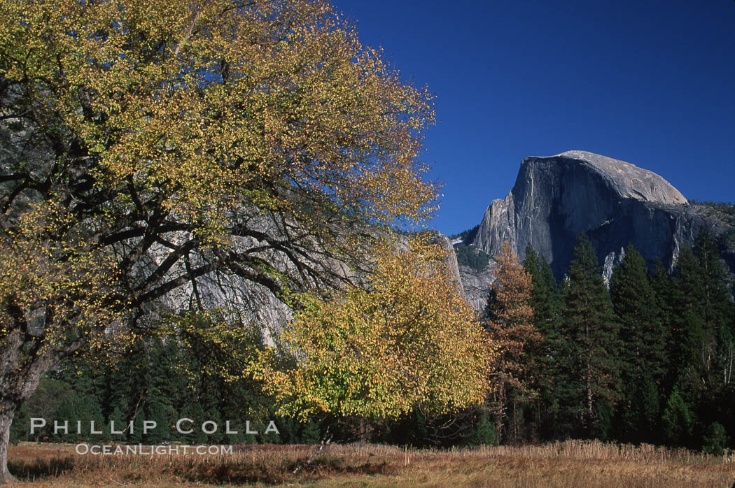 Half Dome and oak tree. Yosemite National Park, California, USA, natural history stock photograph, photo id 05457