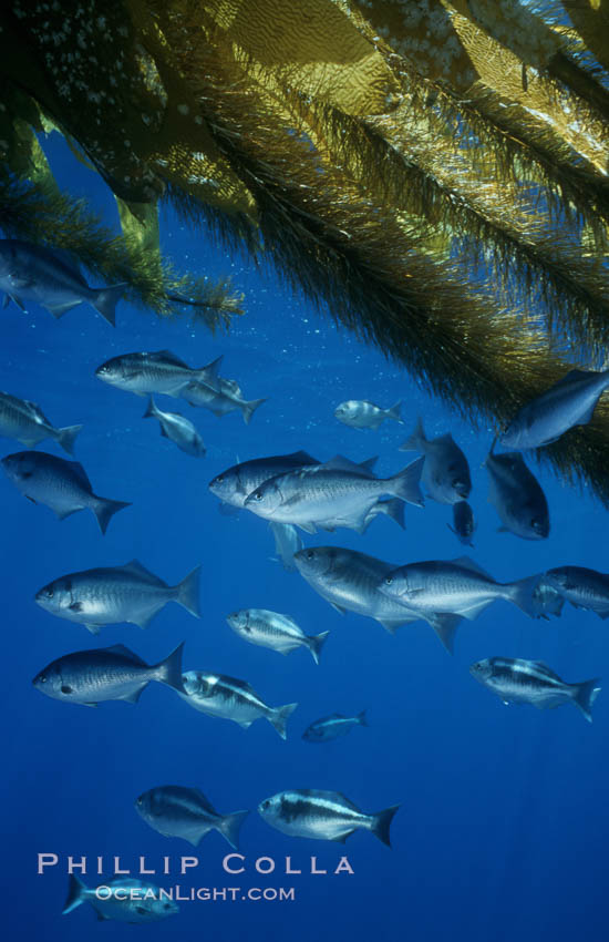 Half-moon perch, offshore drift kelp. San Diego, California, USA, Medialuna californiensis, natural history stock photograph, photo id 05176