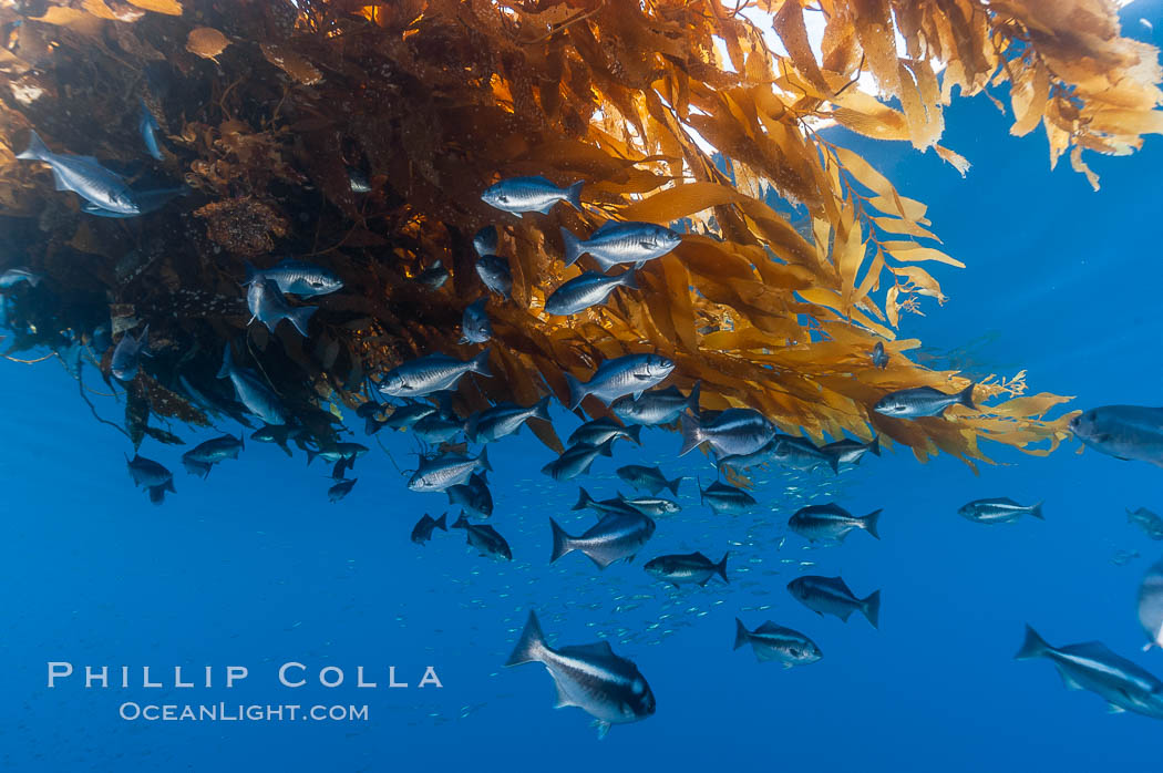 Half-moon perch school below offshore drift kelp, open ocean. San Diego, California, USA, Medialuna californiensis, natural history stock photograph, photo id 09992