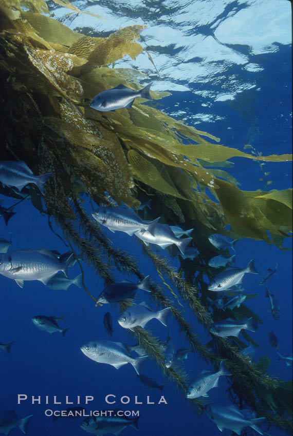 Half-moon perch, offshore drift kelp. San Diego, California, USA, Medialuna californiensis, natural history stock photograph, photo id 05187