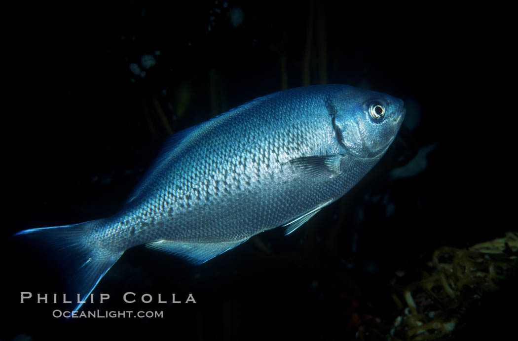 Half-moon perch school below offshore drift kelp. San Diego, California, USA, Medialuna californiensis, natural history stock photograph, photo id 01253