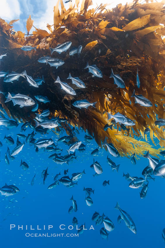 Half-moon perch school below offshore drift kelp, open ocean. San Diego, California, USA, Medialuna californiensis, natural history stock photograph, photo id 09991