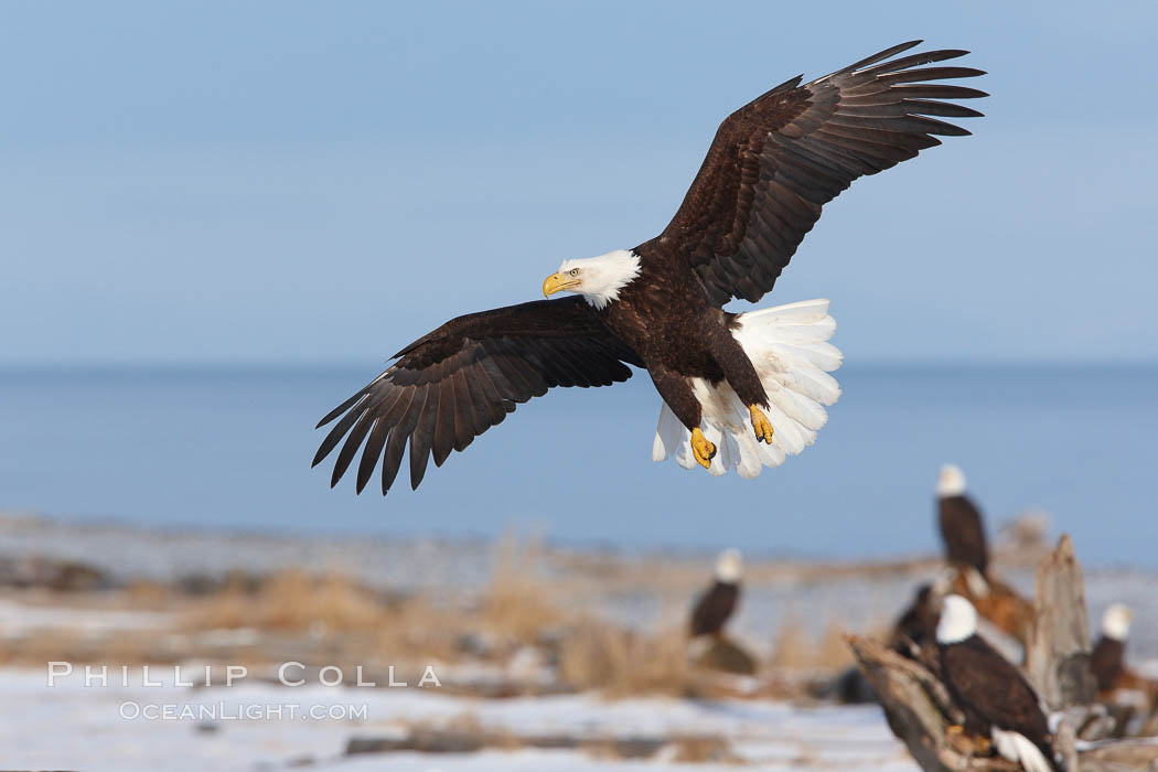 Bald eagle in flight over snow-dusted beach, Kachemak Bay. Homer, Alaska, USA, Haliaeetus leucocephalus, Haliaeetus leucocephalus washingtoniensis, natural history stock photograph, photo id 22706