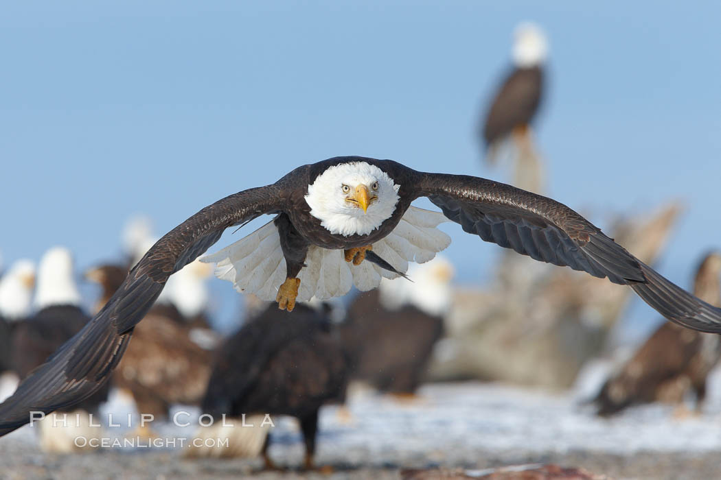 Bald eagle carries a fish while in flight, closeup, flying just over the ground with many bald eagles visible in the background. Kachemak Bay, Homer, Alaska, USA, Haliaeetus leucocephalus, Haliaeetus leucocephalus washingtoniensis, natural history stock photograph, photo id 22722