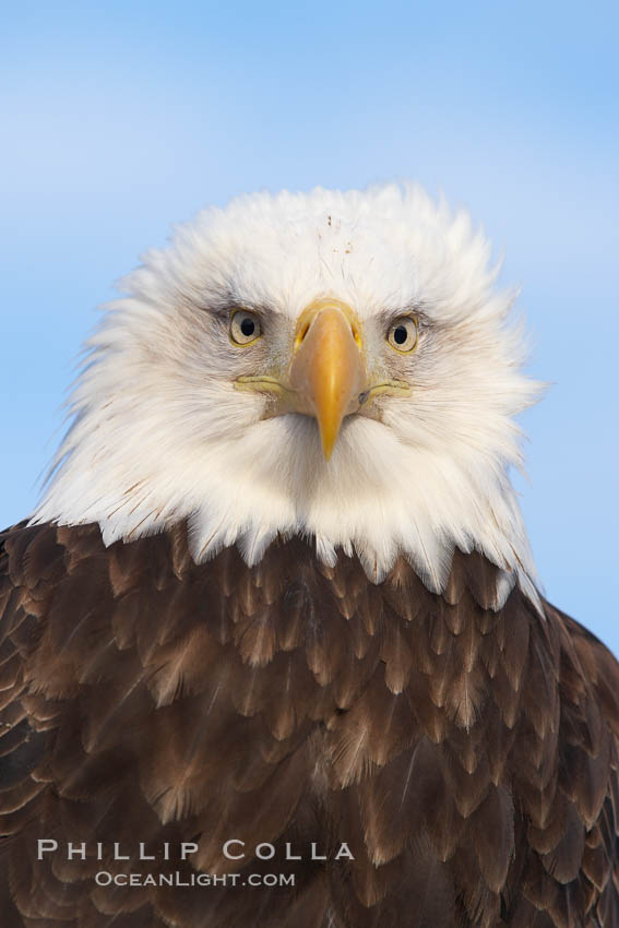 Bald eagle, closeup of head and shoulders showing distinctive white head feathers, yellow beak and brown body and wings. Kachemak Bay, Homer, Alaska, USA, Haliaeetus leucocephalus, Haliaeetus leucocephalus washingtoniensis, natural history stock photograph, photo id 22652