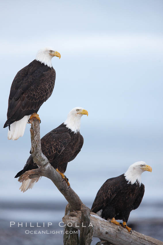 Bald eagles gather together on wooden perch. Kachemak Bay, Homer, Alaska, USA, Haliaeetus leucocephalus, Haliaeetus leucocephalus washingtoniensis, natural history stock photograph, photo id 22816