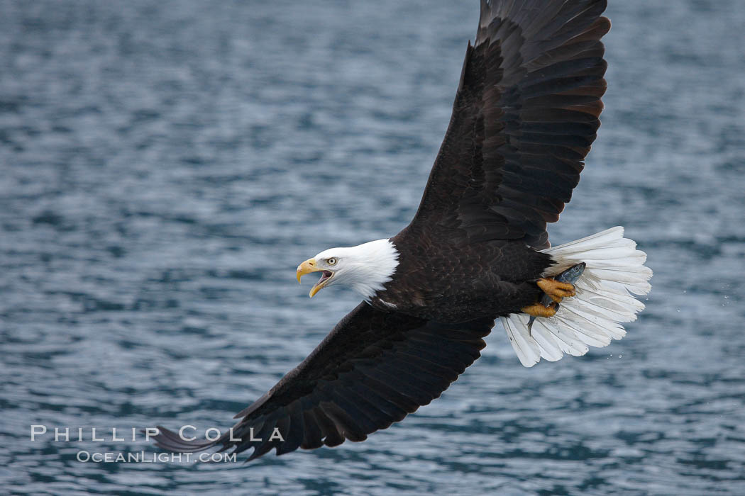 Bald eagle flies low over the water. Kenai Peninsula, Alaska, USA, Haliaeetus leucocephalus, Haliaeetus leucocephalus washingtoniensis, natural history stock photograph, photo id 22844