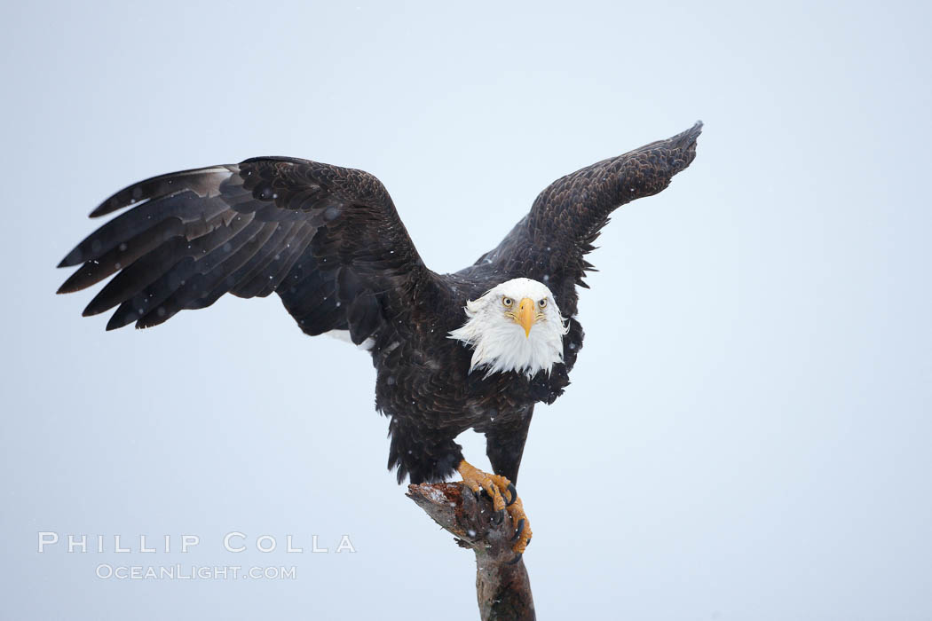 Bald eagle standing on perch, talons grasping wood, wings spread as it balances, snow falling, overcast sky. Kachemak Bay, Homer, Alaska, USA, Haliaeetus leucocephalus, Haliaeetus leucocephalus washingtoniensis, natural history stock photograph, photo id 22635